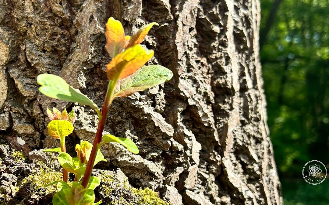 Repairing the Foundation of Your Life: Transforming Resentment into Resilience